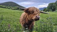 Highland Kuh