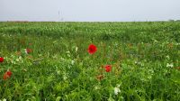 Blumenwiese am Bakelberg