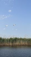 Bootsfahrt, Pelikane, Donaudelta, Tulcea, Rumänien