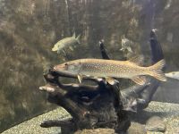 Donaudelta-Museum, Tulcea, Rumänien