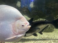 Donaudelta-Museum, Tulcea, Rumänien