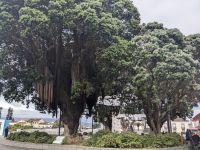 54. Ribeira Grande, Sao Miguel, Azoren