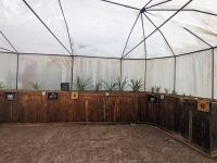 70. Ananasplantage Ponta Delgada, Sao Miguel, Azoren