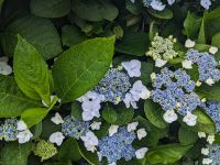 149. Blumenpracht Faial, Azoren