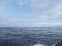 189. Walbeobachtung Horta, Faial, Azoren