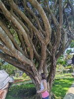 273. Stadtspaziergang Angra do Heroismo, Terceira, Azoren