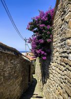 Bougainvillea in Piran