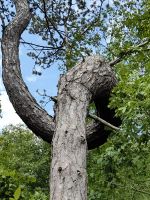 Interessante Wuchsform eines Baumes in Skocjan