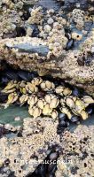 Entenmuscheln Kathedralen Strand 