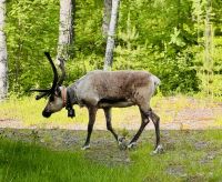 Tag 5 - Rentiere in Arvidsjaur 