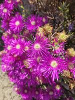 Botanischer Garten Samares Manor, Mittagsblumen