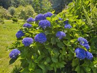 Jersey, Gartentour,  Hortensie