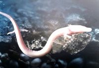 So ein Grottenolm kann 70 Jahre alt werden und ist etwa 30 Zentimeter lang