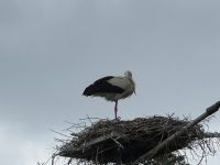 Storchennest
