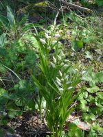 Panga, ein Fund - die Orchidee „Waldvögelchen“