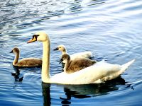 Schwanenmama mit Jungen am Bleder See