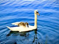 Schwanenmama mit Jungen am Bleder See