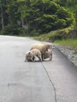 .... auch solche....