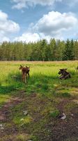 Elchpark Grönäsens
