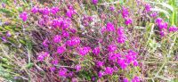112 Rannoch Moor, Heide