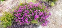 113 Rannoch Moor, Heide