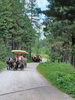 Val Roseg - es geht durch Wald u. Flur im Val Roseg