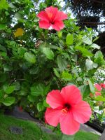Funchal, Hibiskus-Blüte