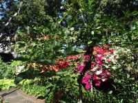 Funchal, Quinta Vigia - Korallenbaum