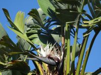 Funchal, Santa Catarina Park - Baumstrelitzie
