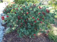 Funchal, Santa Catarina - Park   -  Zylinderputzer