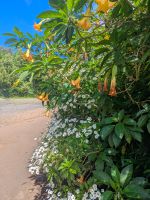 Margeriten und Trompetenblumen am Start unseres Wanderwegs/Madeira