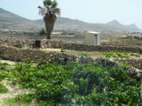 Weinanbau auf Porto Santo