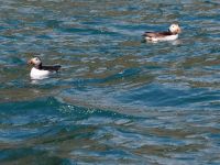Skomer Island: Papageientaucher 