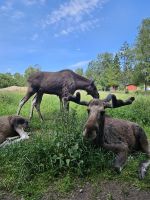 Besuch im Elchpark