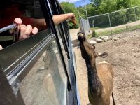 Ein junger Wapiti im Omega Park