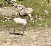 Eine weisse Hirschkuh