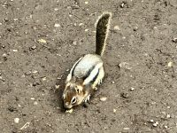 Das Streifenhoernchen