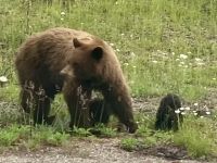 Die Grizzly-Mama mit 2 Jungen vor Jasper