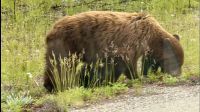 Ein Grizzly am Strassenrand