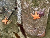 Seesterne in allen Farben