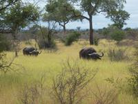 Kruger NP
