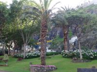 Camara de Lobos - ein Meer von Agapanthus