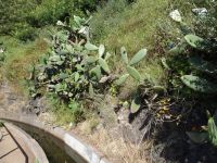 Levada Wanderung - Kakteen