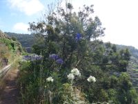 Levada Wanderung - Akazienbaum + Agapanthus