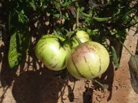 Levada Wanderung - Melonenbirne