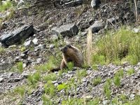 Murmeltier, Jasper