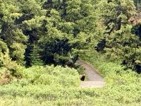 Grizzly Bären, Maligne Lake, Jasper 
