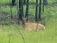 Wapiti, Jasper 