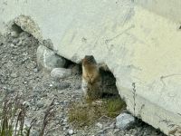 Streifenhörnchen, Athabasca Gletscher 
