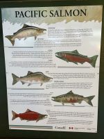 Lachsaufzuchtstation, Capilano Park, Vancouver 